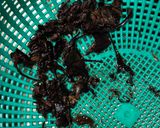 栗の渋川煮作り方6写真