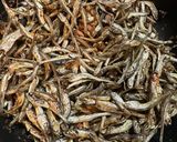 カルシウムたっぷり！病みつき小魚作り方5写真