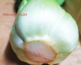 ♻️保存法｜チンゲン菜🥬ロス削減術｜雑学作り方1写真