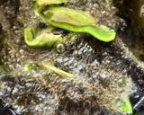 ピーマンと茄子とししとうの味噌だれ作り方3写真