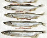 うちの☆ししゃも・小型魚❣下処理は爪楊枝作り方16写真