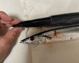 わたぬき裏技！秋刀魚の塩焼き作り方1写真