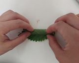 食材3つ!青しそ香る簡単トマトサラダ作り方5写真