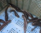 ゴンズイのみそ汁作り方1写真