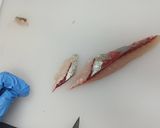 魚の皮引きと刺身のおろし方 魚市場直伝作り方5写真