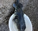 釣って来たトラフグでてっさと雑炊作り方1写真