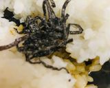 解凍おにぎり●塩昆布胡麻しょう油作り方1写真