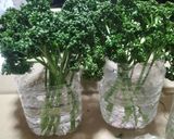 ♻️保存方法｜パセリ🌿ロス削減術｜雑学メモ等♪作り方6写真
