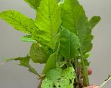 間引き大根菜のお味噌汁😻作り方1写真