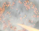 山椒の実炒めるだけ作り方3写真