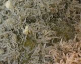 オリーブちりめん作り方3写真