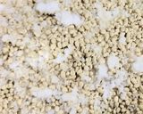 麦麹と大豆と粗塩の自家製お味噌作り方5写真