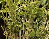 【万能ズッキーニ🥒】温野菜で満腹♪耐熱容器で完結作り方4写真