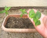 ハ茶芽茶作り方3写真