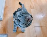 ☆練乳ミルクアイス☆小豆入り。5分完成作り方30写真