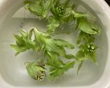 ふきのとうの玉子焼き作り方1写真