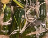 キュウリのさっぱり水キムチ作り方10写真