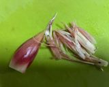 きゅうりと茗荷と土生姜の浅漬け作り方1写真