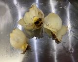 茶碗蒸し 天然だし作り方2写真