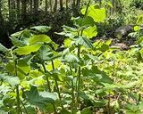 イタドリ(山菜)入りのタルタルソース♪作り方1写真