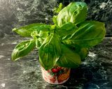 長持ち保存のコツ　スイートバジル作り方1写真