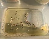 鶏むね肉レモン塩だれ蒸し★さっぱりメイン作り方5写真