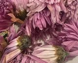 もって菊とかまぼこのサラダ作り方1写真