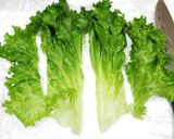 うちの味☆Wの胡椒♬ピリッと旨々レタス🥗作り方18写真