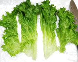 うちの味☆Wの胡椒♬ピリッと旨々レタス🥗作り方16写真