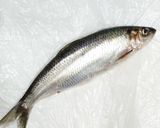 春告魚♬ニシンの下処理♬尾頭付き➕️寄生虫作り方8写真
