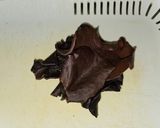 きゅうりとメンマの中華和え作り方1写真
