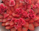 Lovery strawberry rose cakes作り方3写真