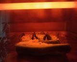 5分で一品！ピーマンのマヨチーズ焼き作り方3写真