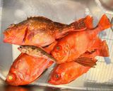 釣って来たウッカリカサゴ志麻さんレシピで作り方1写真