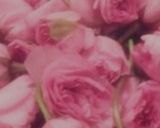 塩と酢だけで桜の花の塩漬け作り方3写真