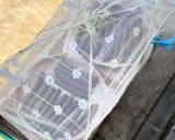 キュウリの奈良漬け作り方6写真