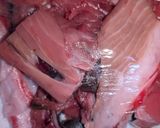 マグロの血合いカツ作り方1写真