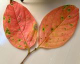 炊き込みご飯でおにぎりを♪作り方1写真