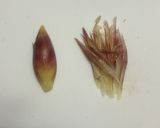 いろんな料理のトッピングに!水菜サラダ作り方2写真
