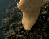 ふき味噌作り方6写真