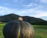 農家の食卓〜あまっ！かぼちゃの揚げ焼き〜作り方1写真