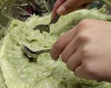 えごまもち☆よもぎバージョン作り方12写真