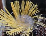 ふわふわ卵とベーコンと春菊のパスタ作り方3写真