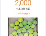 青梅の追熟作り方8写真