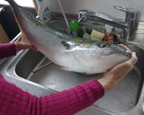 家族の釣果☆ハマチのお刺身の冷凍作り方7写真