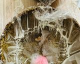 さくら水まんじゅうもどき🌸作り方5写真