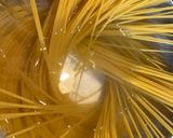 いしり醤油&柿と生ハムチーズバターパスタ作り方5写真