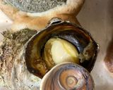 貝のお尻を安定させて焼く方法例えばサザエ作り方7写真