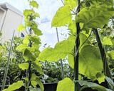 オカワカメ恐らくコレが1番美味しい食べ方作り方6写真