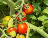 ボルゲーゼ🍅の自家製セミドライトマト作り方18写真